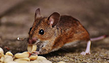 24 Hour & Emergency Exterminators in Kanawha City, WV